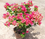 Red September Bougainvillea Flower Live Plant