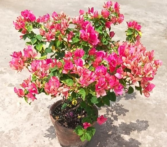 Red September Bougainvillea Flower Live Plant