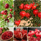 Pomegranate/anar Hybrid Fruit Plant (air Layering Grafted Plant)