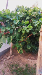 Thai Varity Grapes Seedless Hybrid Fruit Plant