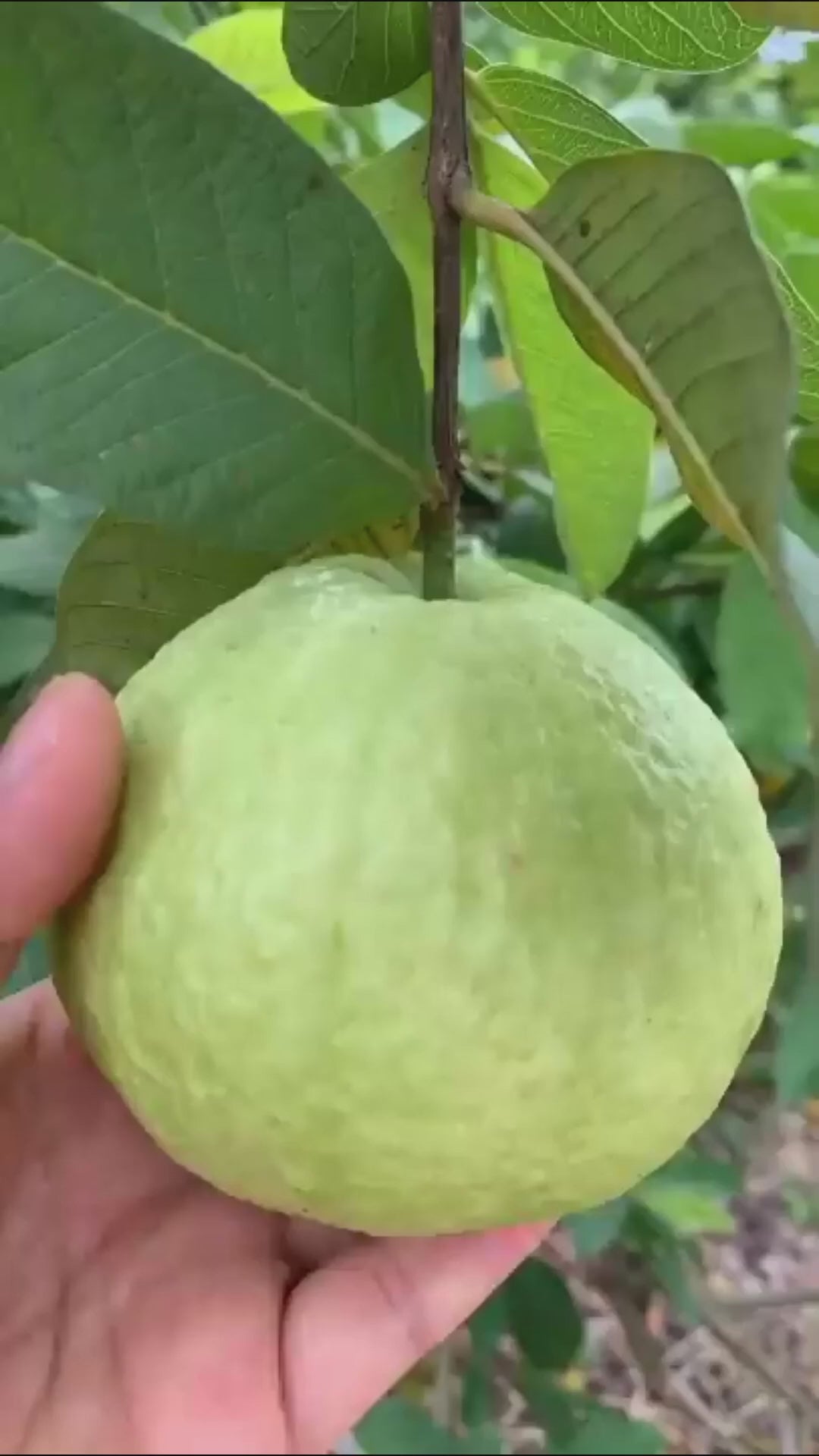 Thai Sweet Guava Hybrid Fruit Plant