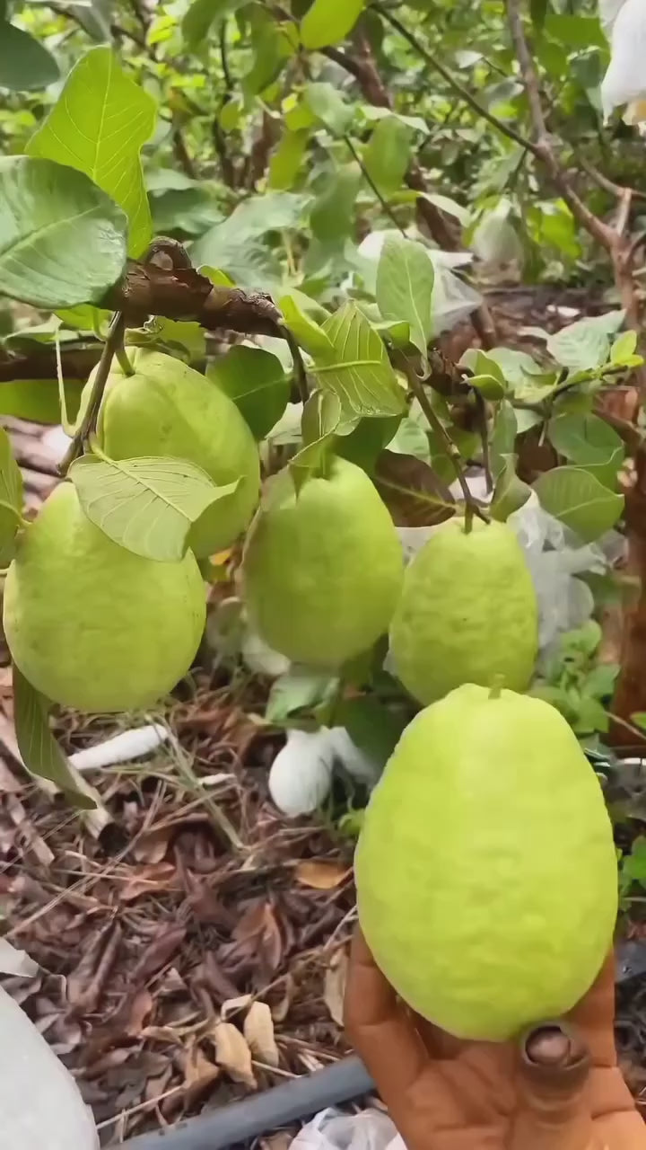 Pack Of 2 Nagpuri Sweet Orange (Santra) Grafted Fruit Plant + Thai Sweet Khaja Guava (Amrud) Air Layered Grafted Plant