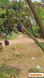 Thai Kasturi Black Mango Hybrid Grafted Fruit Plant (Pack Of - 1)