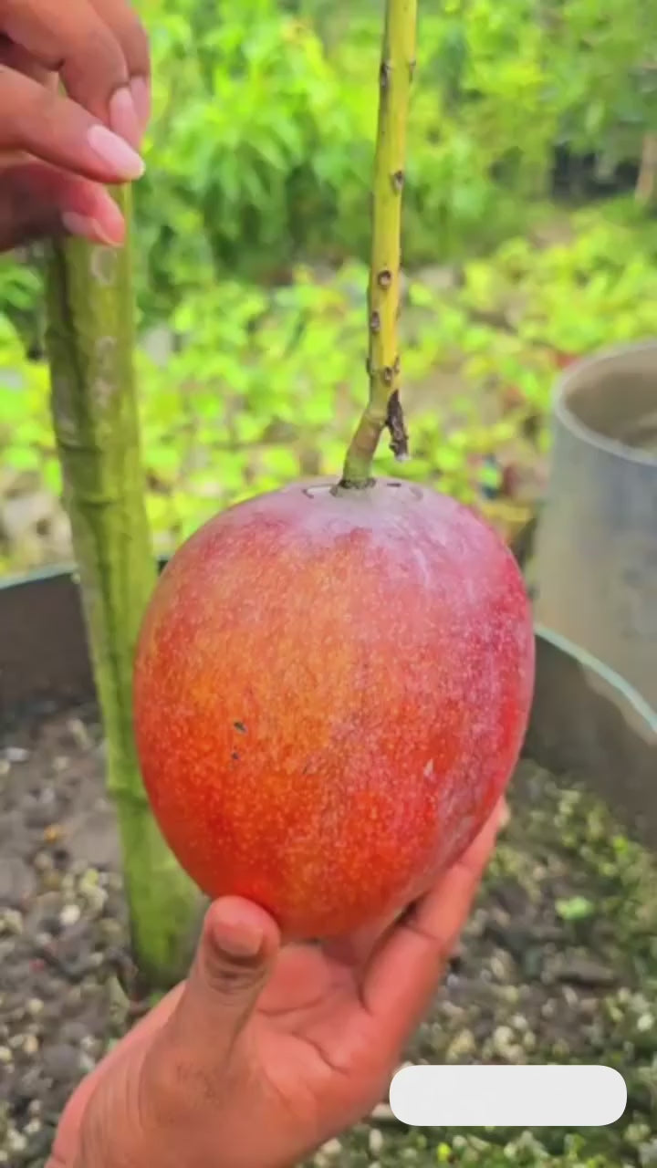 All Time Hong Zhu Mango Hybrid Grafted Fruit Plant