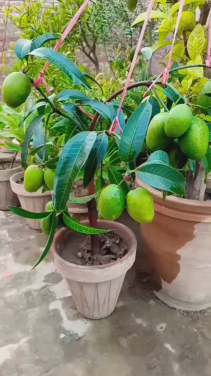 Thai All Time Mango Grafted Fruit Plant