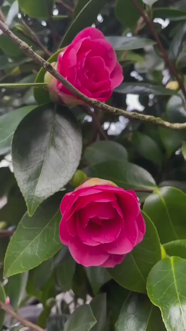 Pink Camellia Dwarf Varieties Flower Plant