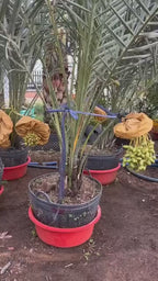 Arabian Dates Palm Hybrid Khajoor Fruit Plant