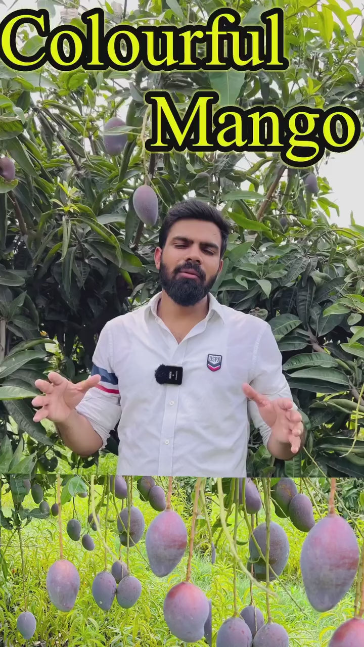 Purple Miyazaki Mango Hybrid Grafted Plant (Pack Of - 1)