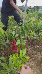Thai Sweet Litchi Hybrid Grafted Fruit Plant (pack Of - 1)