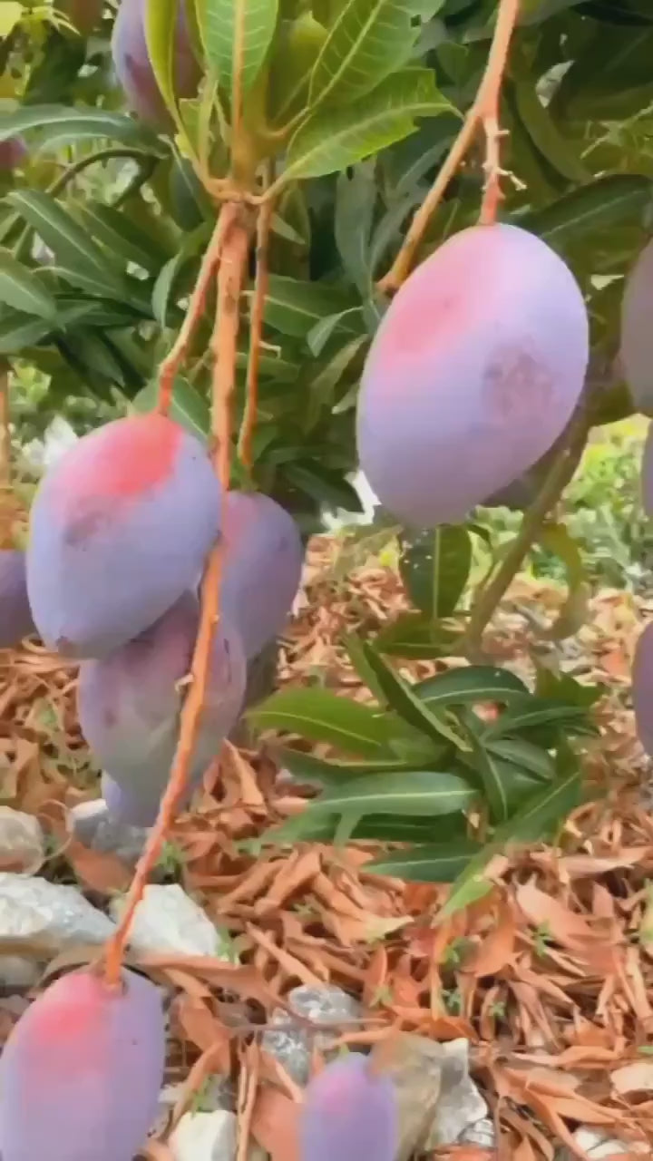 All Time Mango Hybrid Grafted Fruit Plant
