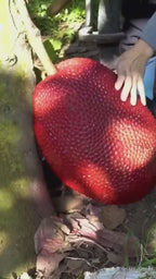Thai All Time Red Jack Fruit Graftad Fruit Plant