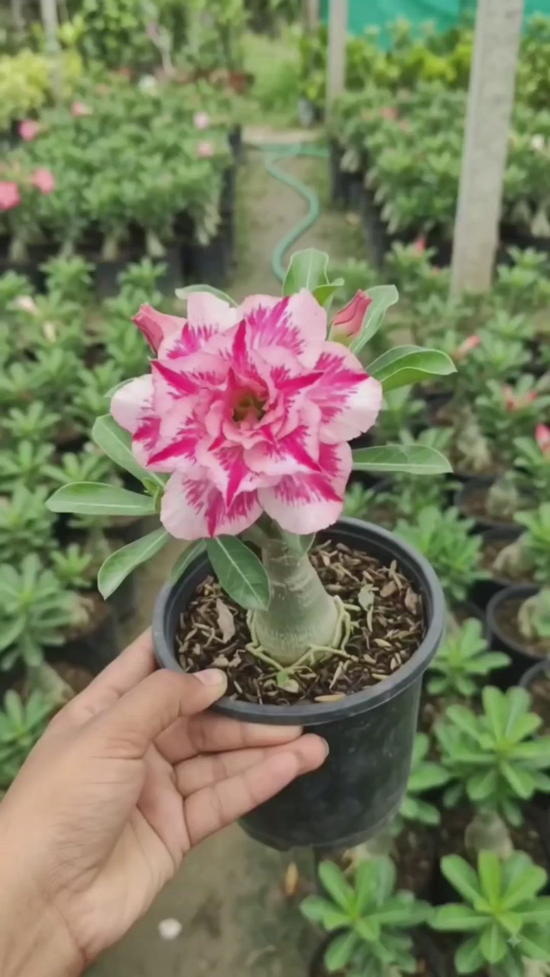 Adenium Plant Live Combo Without Pot Bonsai Multi Petal Desert Rose Pack Of - 6 (ALL plants are seedling Plants)
