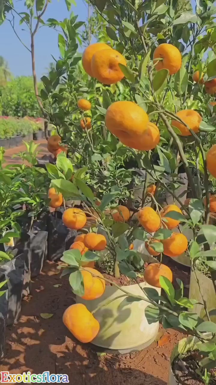 Cylhet Orange/santra Grafted Fruit Plant