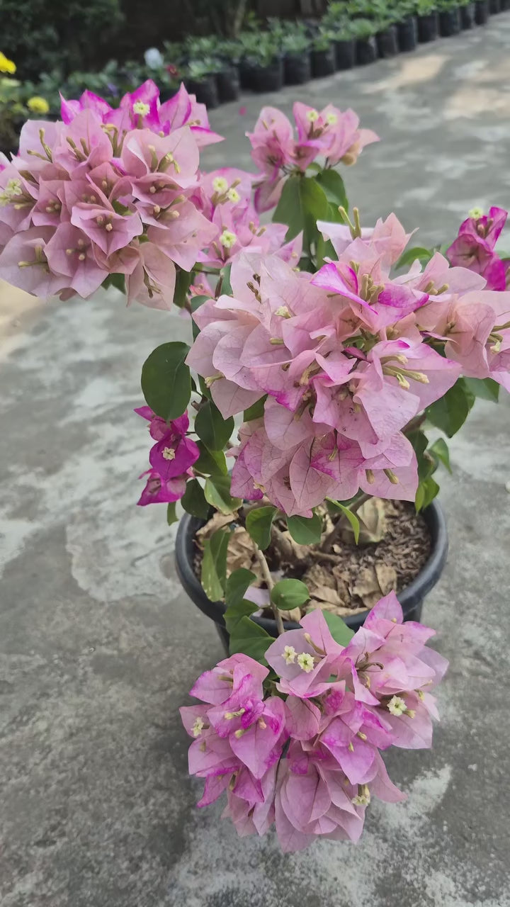 Splash Iec Cream Bougainvillea Flower Live Plant