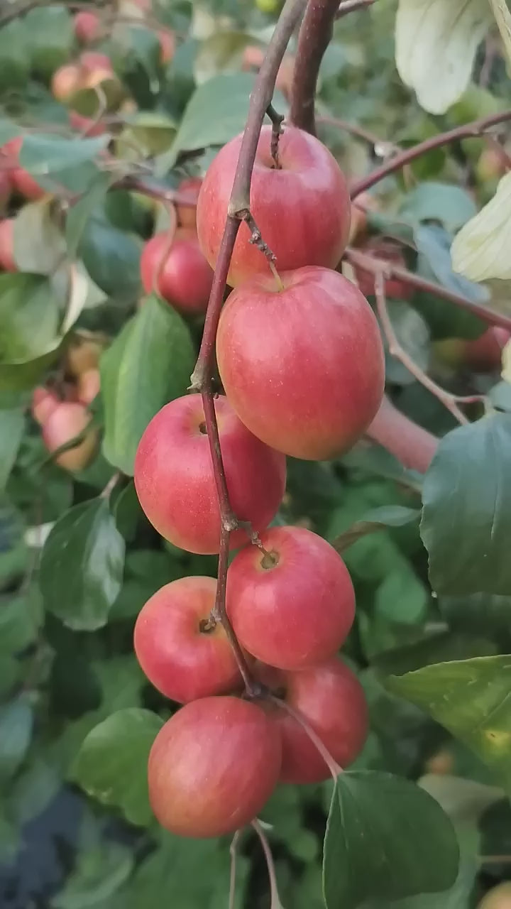 Thai Ball Sundari Apple Ber Grafted Fruit Plant