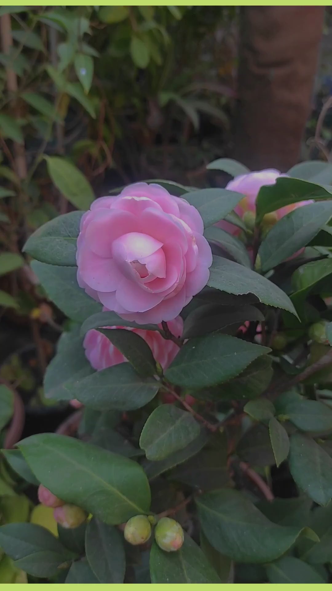 Camellia Duble Petal Pink Colour Flowers Live Plant Perfect For Your Balcony And Home Garden 1 Healthy Live Flowers Plant