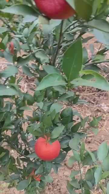 Moro Blood Orange/santara Hybrid Fruit Plant