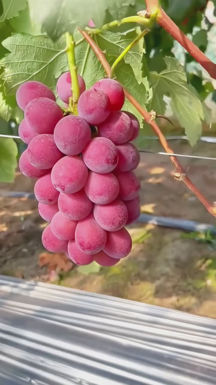 Rare Red Grapes Hybrid Air Learning Fruit Plant (pack Of - 1)