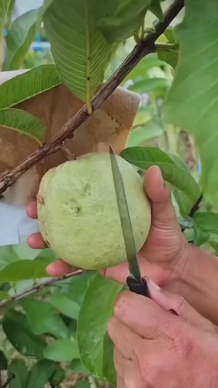Thai Red Daimon Guava Hybrid Fruit Plant (air Learning Grafted)