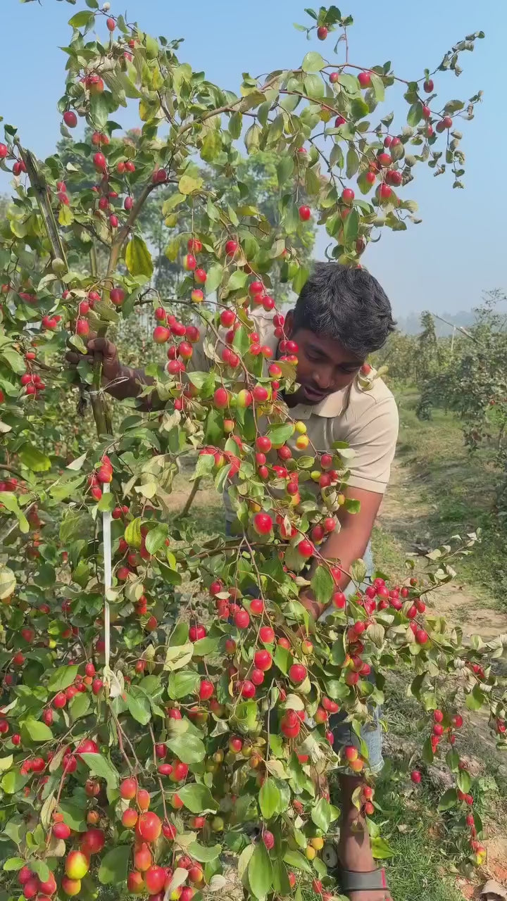 Bharat Sundari Apple Ber Hybrid Fruit Grafted Plant (pack Of - 1)