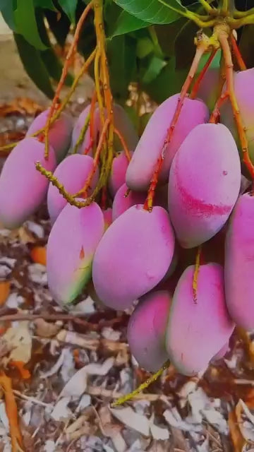 Sindhu Mango Hybrid Grafted Plant