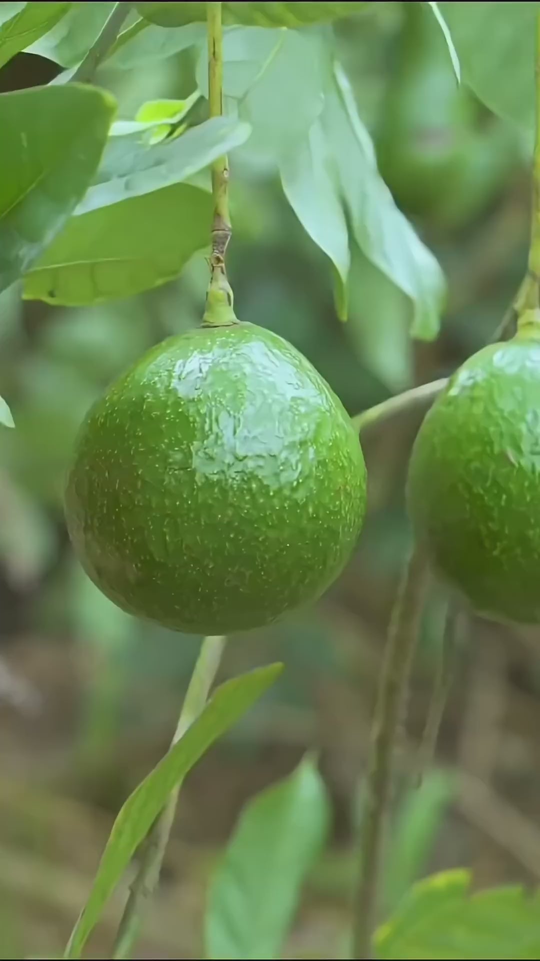 Avocado Hass Varity Hybrid Live Plant (Pack Of - 1)