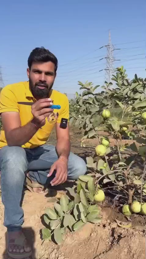 Taiwan Pink Guava Hybrid Fruit Plant