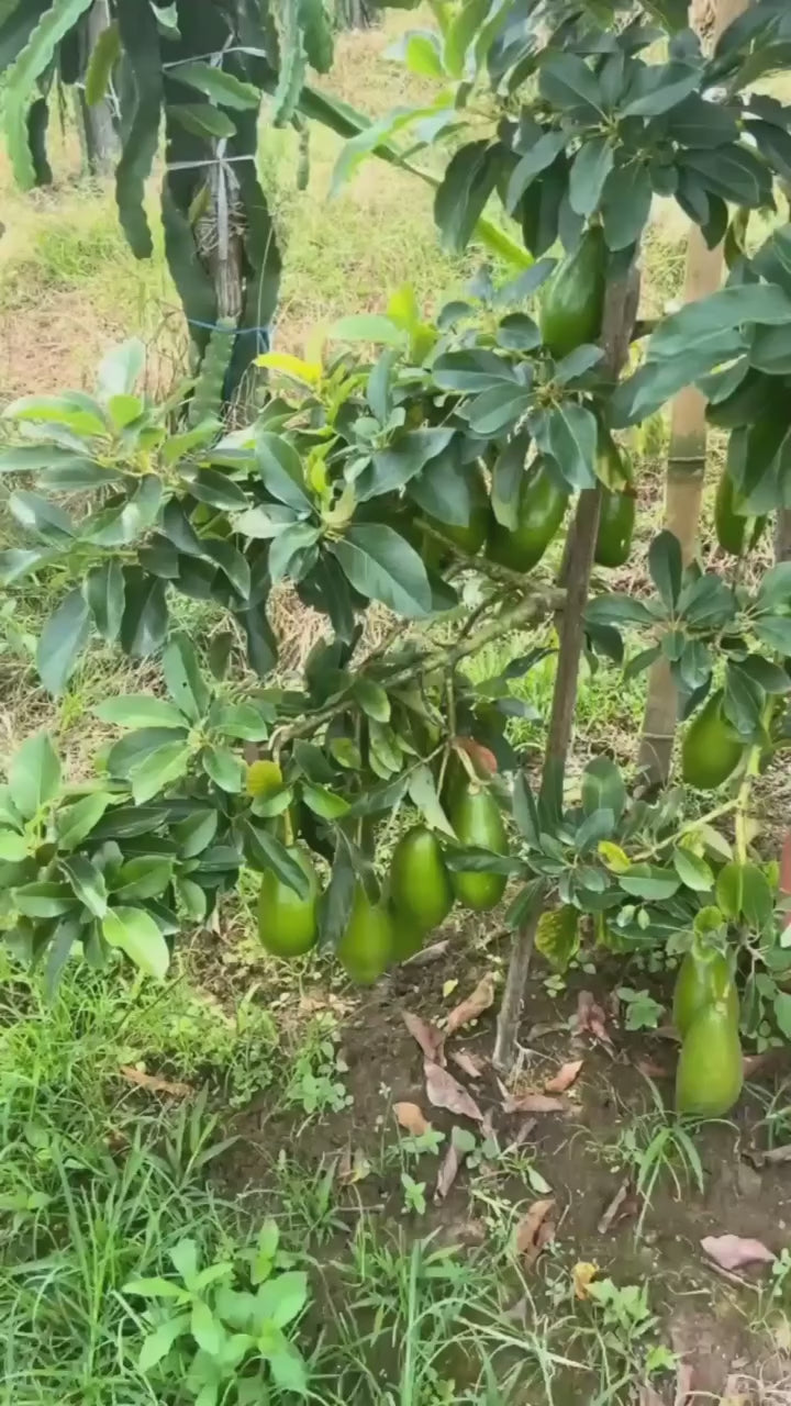 Thai Avocado Hybrid Fruit Plant