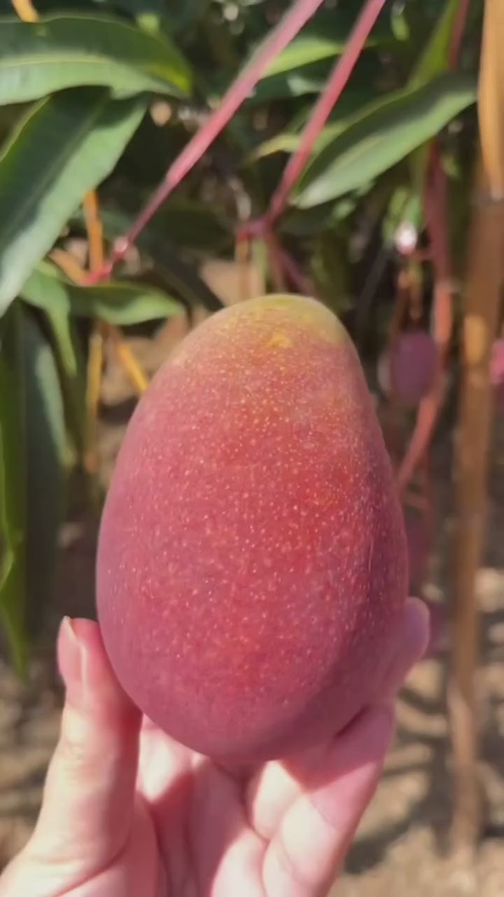 Japanese Miyazaki Mango Hybrid Grafted Plant Perfect For Your Home Garden 1 Healthy Live Plant