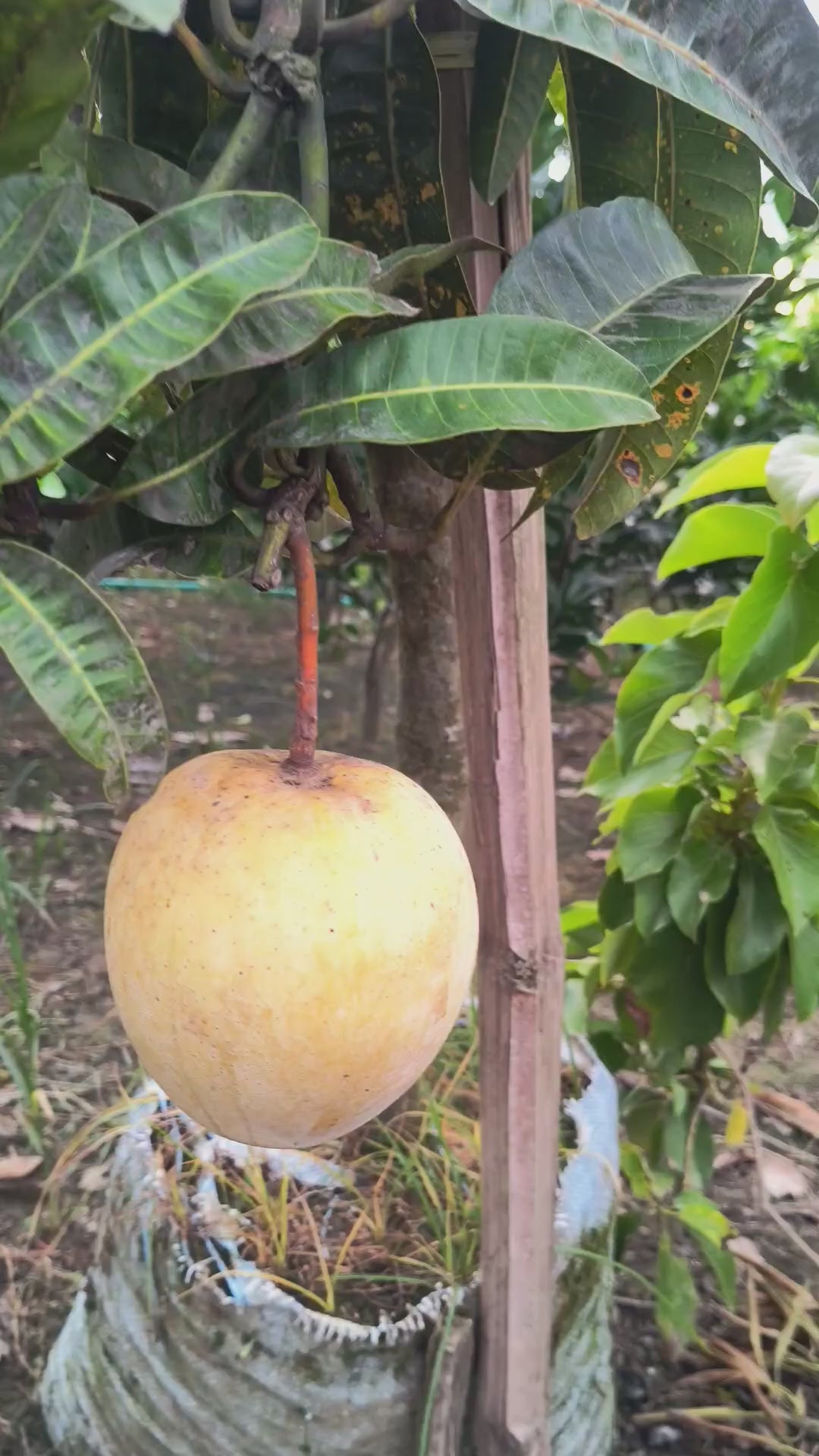 Bangladeshi Gourmoti Mango Hybrid Grafted Fruit Plant