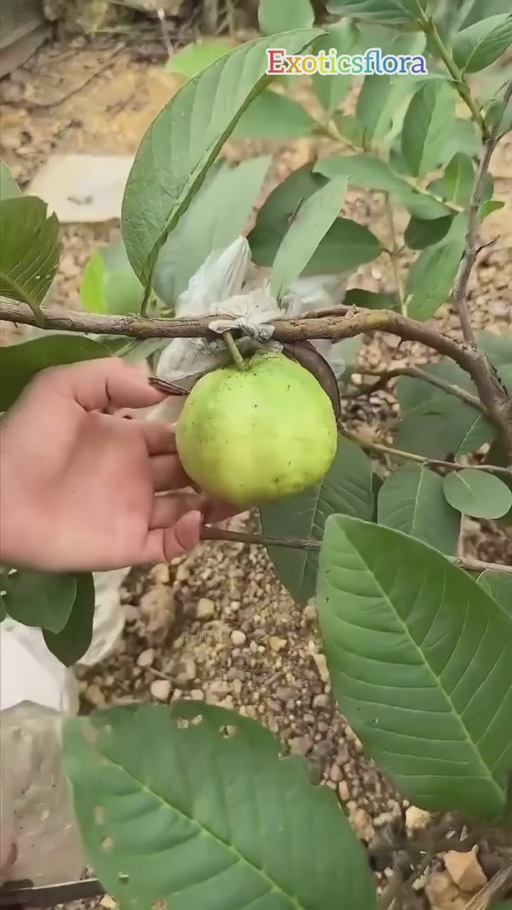 White Diamond Seedless Guava Hybrid Fruit Plant