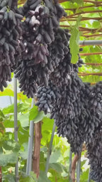 Australian Finger Grapes Air Learning Grafted Fruit Plant