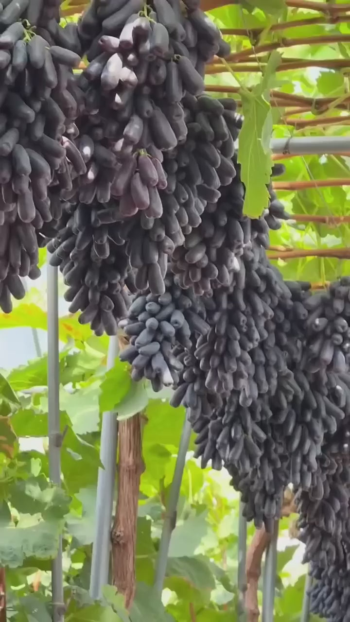 Australian Finger Grapes Air Learning Grafted Fruit Plant