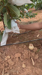 Thai - 7 Guava Hybrid Fruit Plant