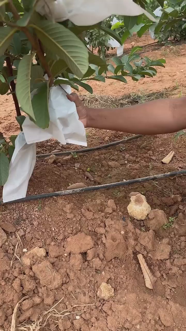 Thai - 7 Guava Hybrid Fruit Plant