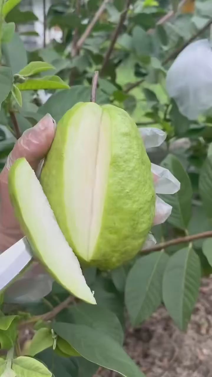 Thai Sweet Guava/amrood Air Learning Grafted Fruit Plant