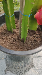 Red Dragon Fruit Hybrid Plant ( Pack Of - 1 )