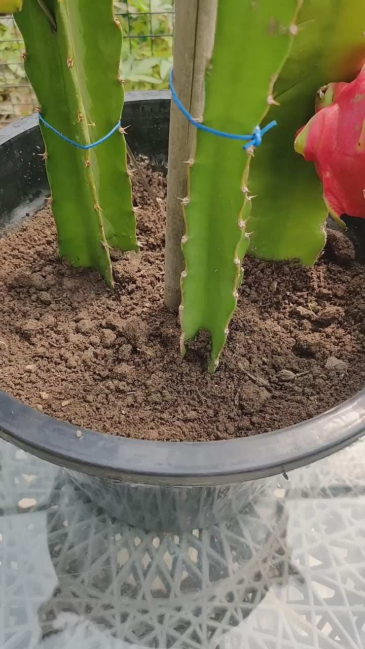 Red Dragon Fruit Hybrid Plant ( Pack Of - 1 )