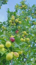 Thai Apple Ber Grafted Hybrid Fruit Plant