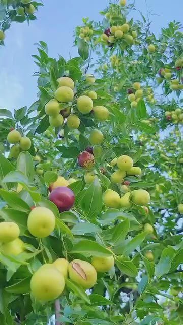 Thai Apple Ber Grafted Hybrid Fruit Plant