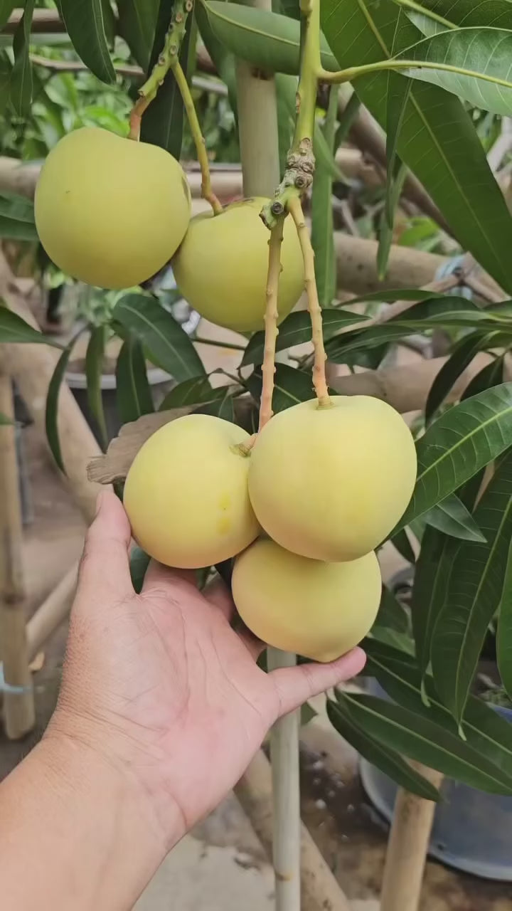 Golden Parsimmon Mango Grafted Hybrid Fruit Plant