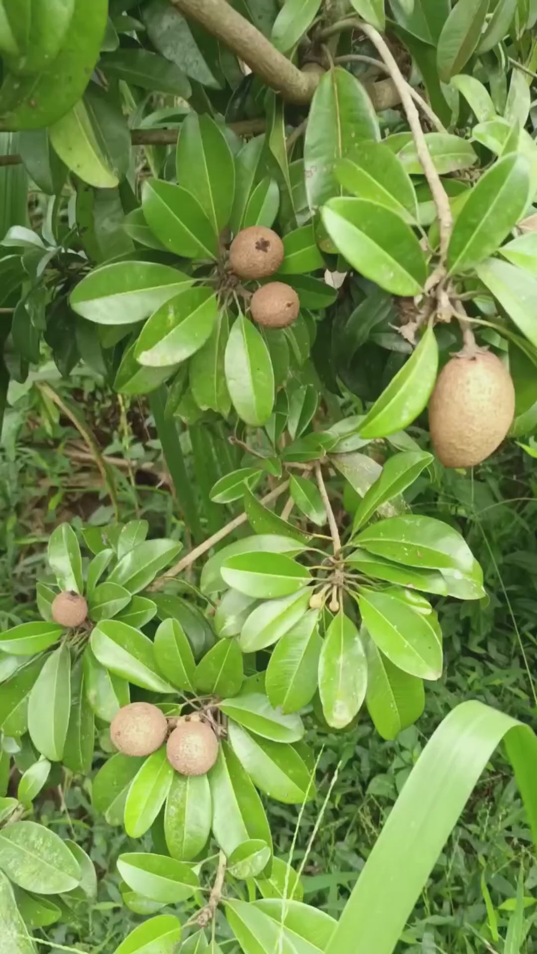 Thai Manilkra Sapota/chikoo Hybrid Grafted Fruit Plant