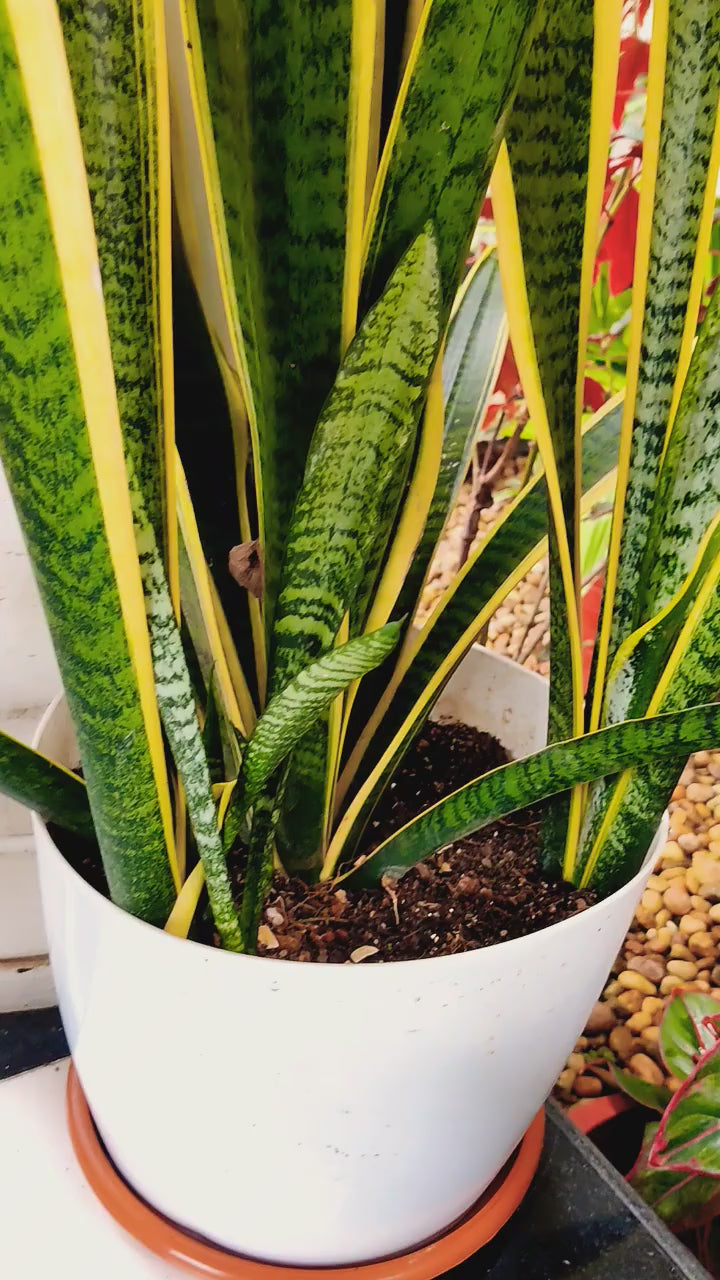 Snake Plant (indoor Plant) Pack Of - 1 Healthy Live Plant