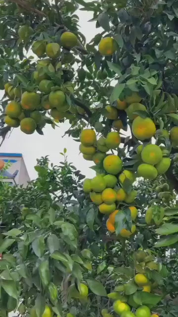 Pack Of 2 Nagpuri Sweet Orange (Santra) Grafted Fruit Plant + Thai Sweet Khaja Guava (Amrud) Air Layered Grafted Plant
