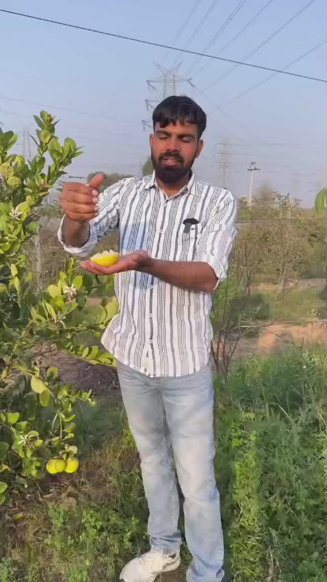 All Time Malaysian Royl Lemon/Nimbu Hybrid Air Learning Grafted Fruit Plant For Your Balcony & Home Garden 1 Healthy Live Plant