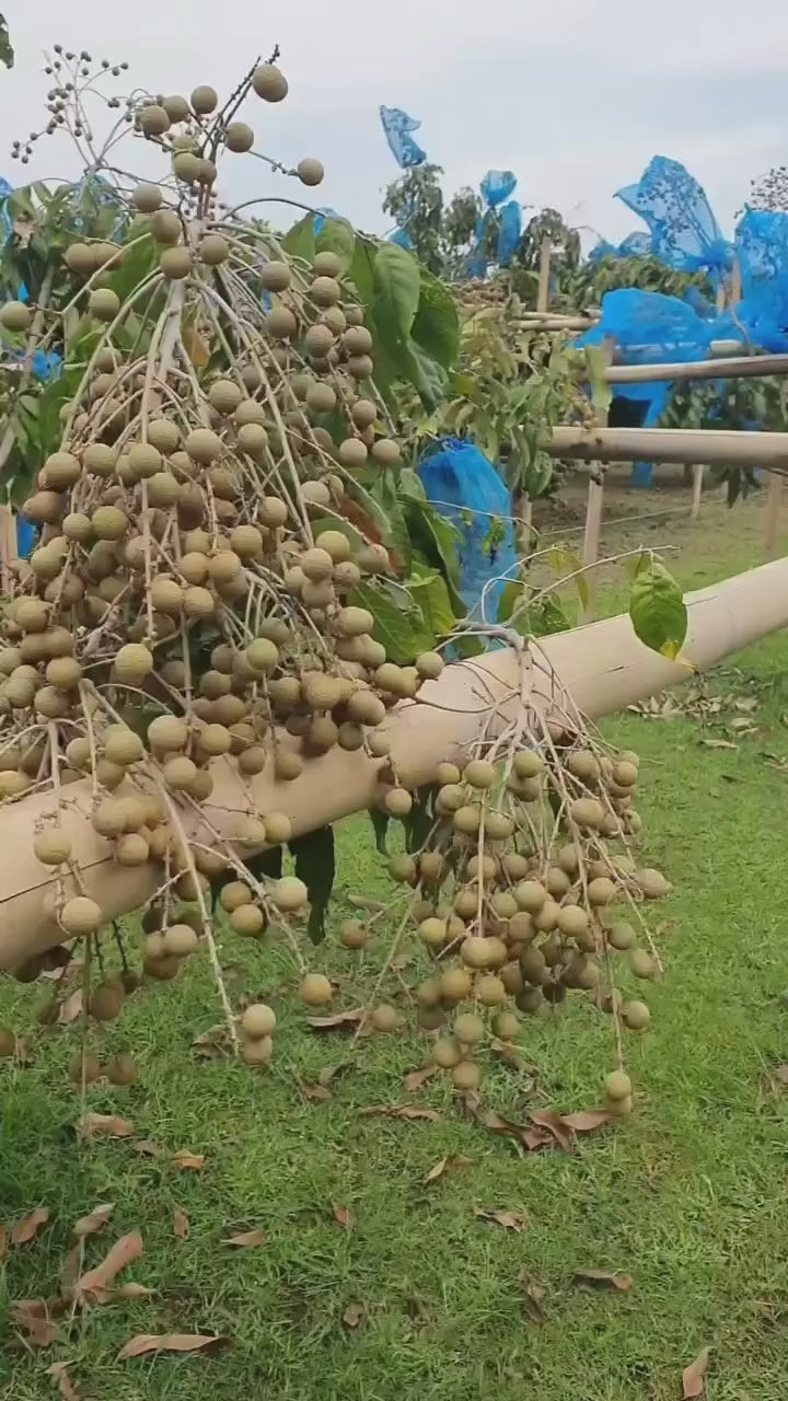 Thai All Time Langon Litchi Hybride Fruit Plant