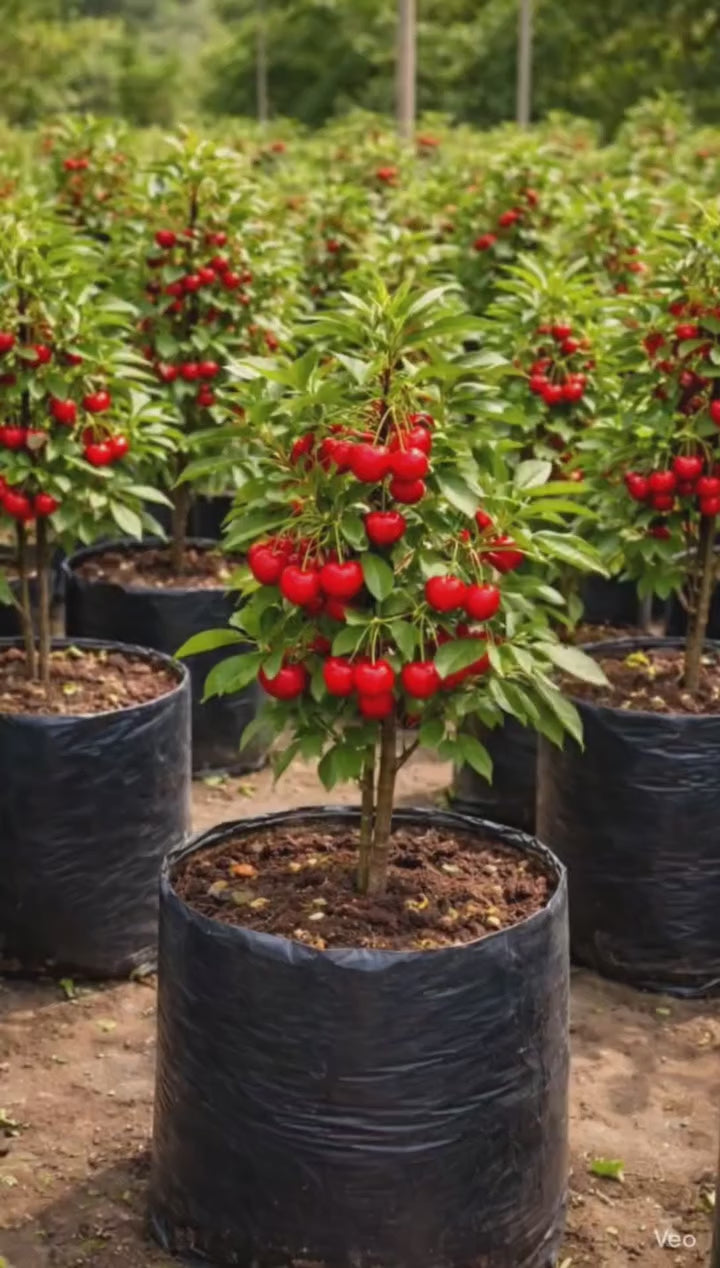 Sweet Lapin Cherry Hybrid Air Learning Grafted Fruit Plant (Pack Of - 1)