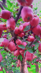 American Red Apple Hybrid Fruit Plant (Air Learning Plant) "Pack Of - 1"
