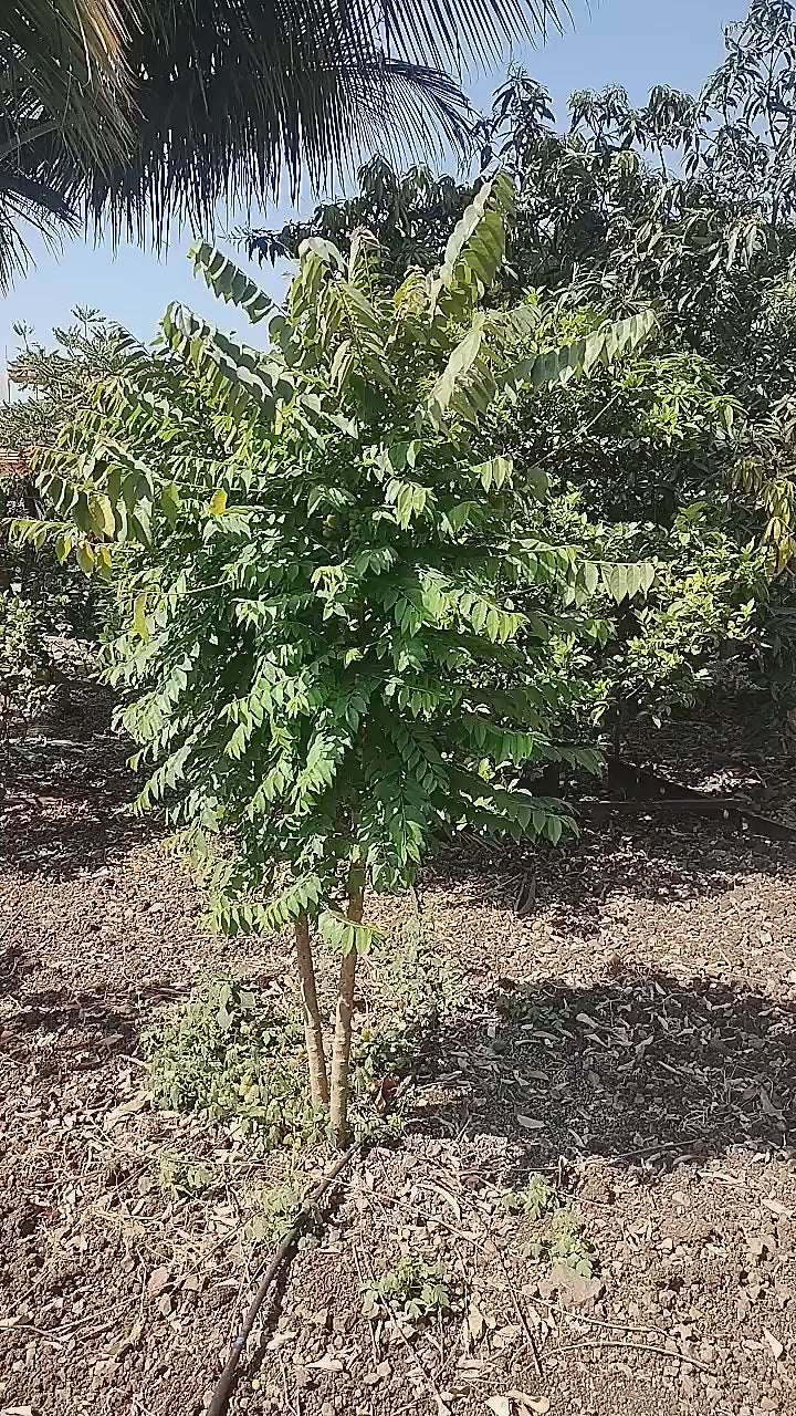 Star Gooseberry/phyllanthus Acidus- Fruit Plants & Tree