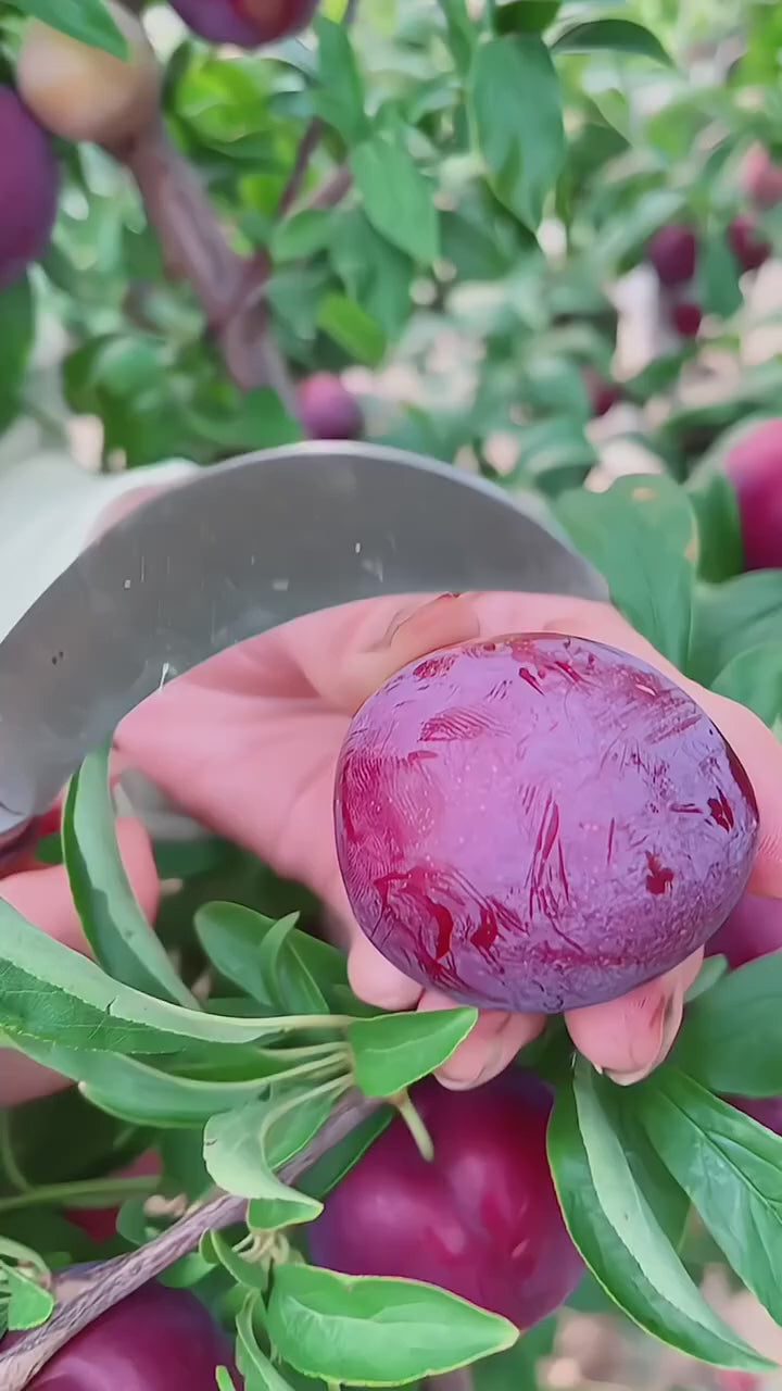 Thai Aloo Bukhara Hybrid Fruit Plant, For Your Home Garden 1 Live Plant